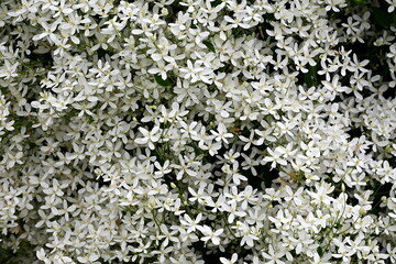 A bush with many small white flowers. white flower background