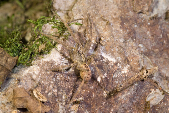 Closeup of infamous but actually harmless Mediterranean Spiny False Wolf Spider Zoropsis spinimana Sardegna, Italia