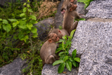 A group of baby monkeys are sitting on a rock