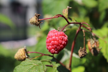 Ripe red raspberry on a bush 