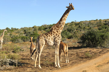 close portrait of giraffe and her calfs in the savannah