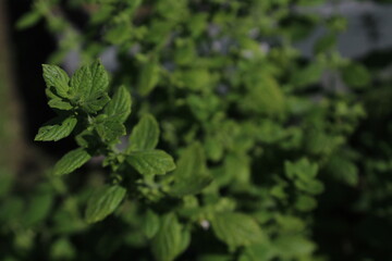 Green leaves of young Melissa. Lemon balm. Herb garden. High quality photo 
