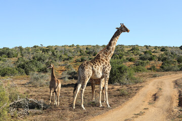 tall giraffe and calf in Schotia safaris private game reserve