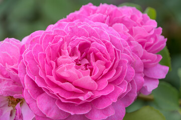 鮮やかなピンクの薔薇の花のクローズアップ