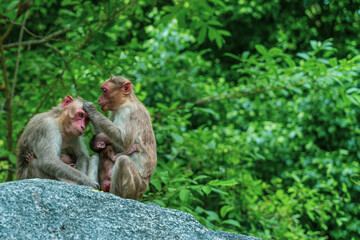Obraz premium Three monkeys sitting on a rock
