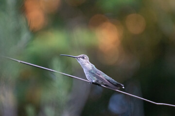 Colibrí un ave pequeña © GABRIELA