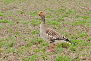 Greylag goose standing in a meadow in Bourgoyen nature reserve, Ghent, Belgium - Anser anser 