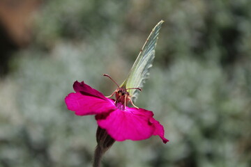 Common Brimstone - Gonepteryx rhamni, beautiful yellow butterfly from European gardens and meadows, Czech Republic. Common Brimstone pollinating Rose campion flower
