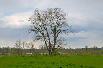 Meadow with bare tree under a cloudy winter sky in Gentbrugse Meersen nature reserve, Ghent, Flanders, Belgium