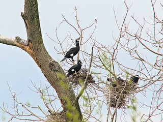  Shags in their nests in a bare treetop in Bourgoyen nature reserve, Ghent, Belgium -...