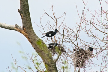 Shags in their nests in a bare treetop in Bourgoyen nature reserve, Ghent, Belgium - Phalacrocoracidae 