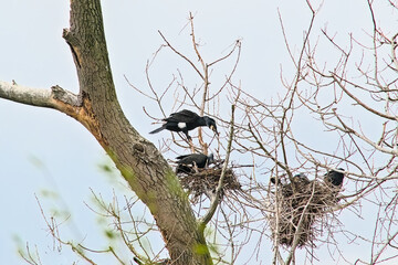  Shags in their nests in a bare treetop in Bourgoyen nature reserve, Ghent, Belgium - Phalacrocoracidae 