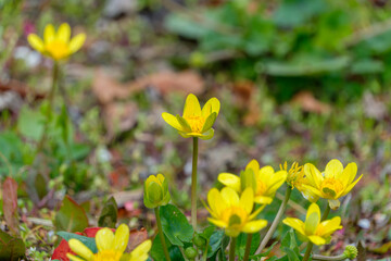 野原に咲く黄色いキンポウゲの花