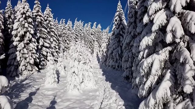 A tranquil drone video of snow covered fir trees