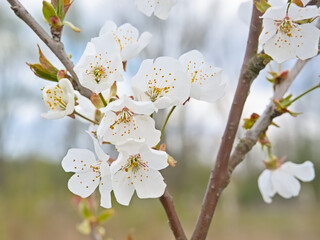 White blossoms of a wild cherry tree in the park, selective focus with bokeh background - Prunus avium 