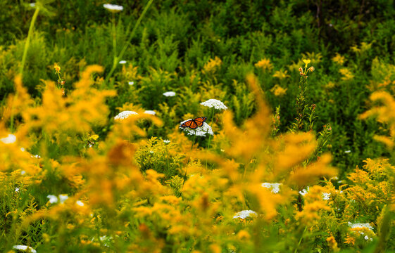 Fototapeta field of flowers with a butterfly at the center