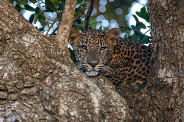 The Panthera pardus kotiya, or Sri Lankan leopard, is an endangered subspecies endemic to Sri Lanka.