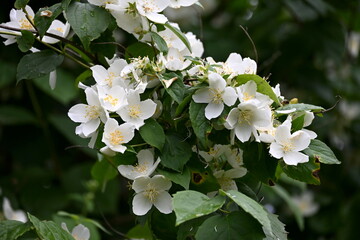 A jasmine bush blooms with large white flowers during the summer