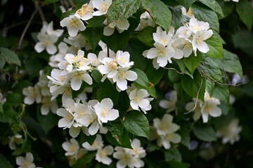 A jasmine bush blooms with large white flowers during the summer