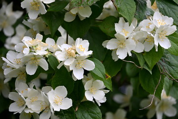 A jasmine bush blooms with large white flowers during the summer