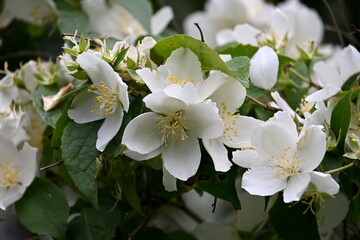 A jasmine bush blooms with large white flowers during the summer