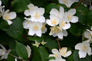 A jasmine bush blooms with large white flowers during the summer