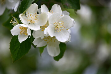 A jasmine bush blooms with large white flowers during the summer