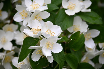 A jasmine bush blooms with large white flowers during the summer
