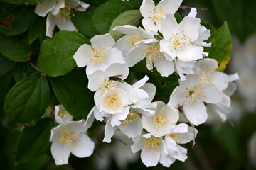 A jasmine bush blooms with large white flowers during the summer