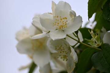 A jasmine bush blooms with large white flowers during the summer