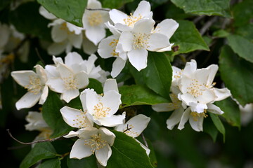 A jasmine bush blooms with large white flowers during the summer