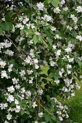 A jasmine bush blooms with large white flowers during the summer