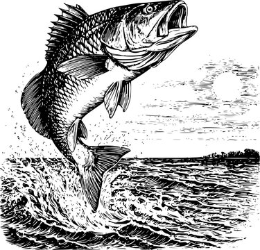 Red Vector Illustration of Jumping Red Drum Fish with Ocean and Sun Background