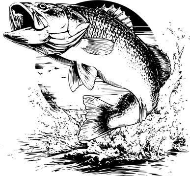 Black and White Vector Illustration of Jumping Red Drum Fish with Splash and Circle Background