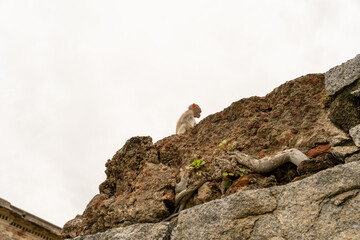 A monkey is standing on a rock