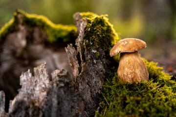 Borowik szlachetny rosnący w lesie na mchu przy starym pniu
Boletus mushroom growing on moss in forest near tree stump 