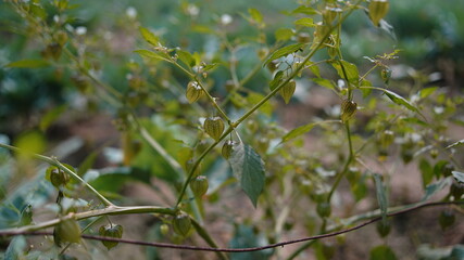 beautiful succulent plant