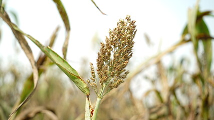 sorghum corn