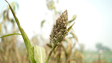 sorghum corn