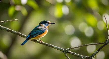Fototapeta premium Vibrant Blue and Orange Bird Perched on Tree Branch in Lush Green Forest with Bokeh Background