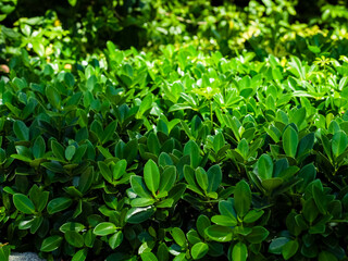 Green bush leaves close-up in sunlight