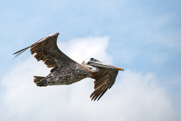 Brown Pelican in flight, with clouds and hazy blue sky in background