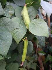 This image shows a close-up of a winged bean (Psophocarpus tetragonolobus) pod hanging from a vine.