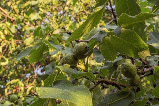 Close-up of unripe green walnuts growing on a tree with fresh leaves after summer rain. Water droplets on walnut shells and foliage create a natural and organic scene. 