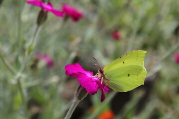 Common Brimstone - Gonepteryx rhamni, beautiful yellow butterfly from European gardens and meadows, Czech Republic. Common Brimstone pollinating Rose campion flower
