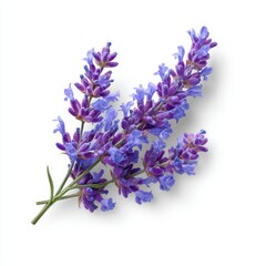 Obraz premium Lavender Sprig Lying on White Background Herbal remedy, holistic products use