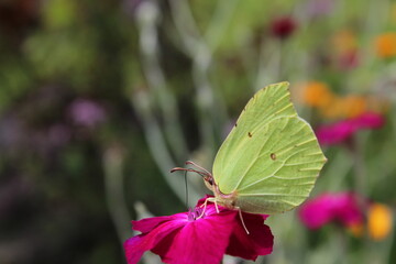 Common Brimstone - Gonepteryx rhamni, beautiful yellow butterfly from European gardens and meadows, Czech Republic. Common Brimstone pollinating Rose campion flower

