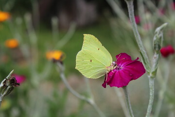 Common Brimstone - Gonepteryx rhamni, beautiful yellow butterfly from European gardens and meadows, Czech Republic. Common Brimstone pollinating Rose campion flower

