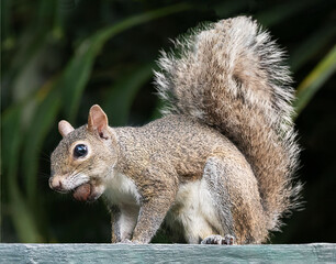 Eastern gray squirrel is resting with a brown nut in its mouth on light aqua colored wall against a...