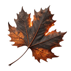 Dry Burnt Autumn Leaf with Charred Texture Isolated on Transparent Background
